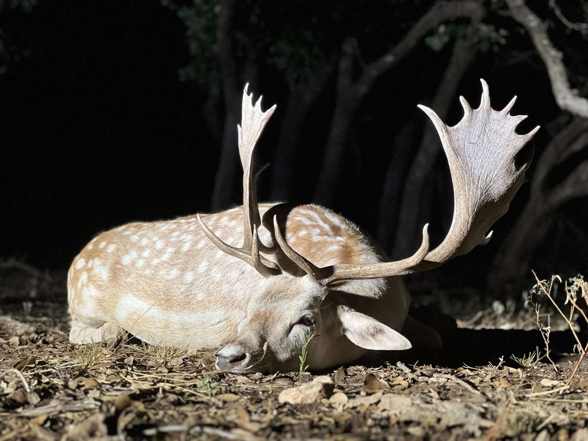 Fallow Deer Hunts Fallow Deer in Texas